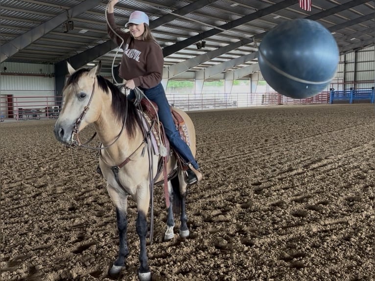 American Quarter Horse Wallach 7 Jahre Buckskin in Ponder