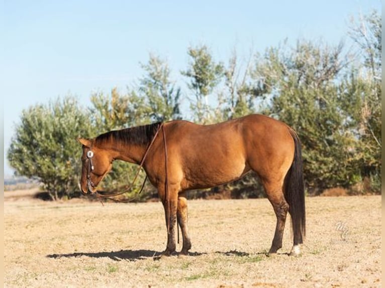 American Quarter Horse Wallach 7 Jahre Buckskin in Caldwell, ID