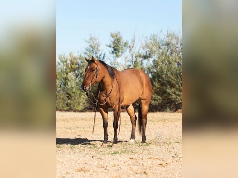 American Quarter Horse Wallach 7 Jahre Buckskin in Caldwell, ID