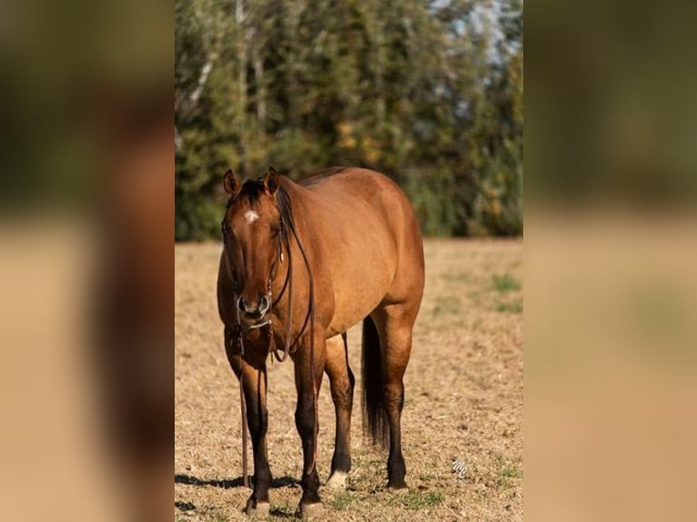 American Quarter Horse Wallach 7 Jahre Buckskin in Caldwell, ID
