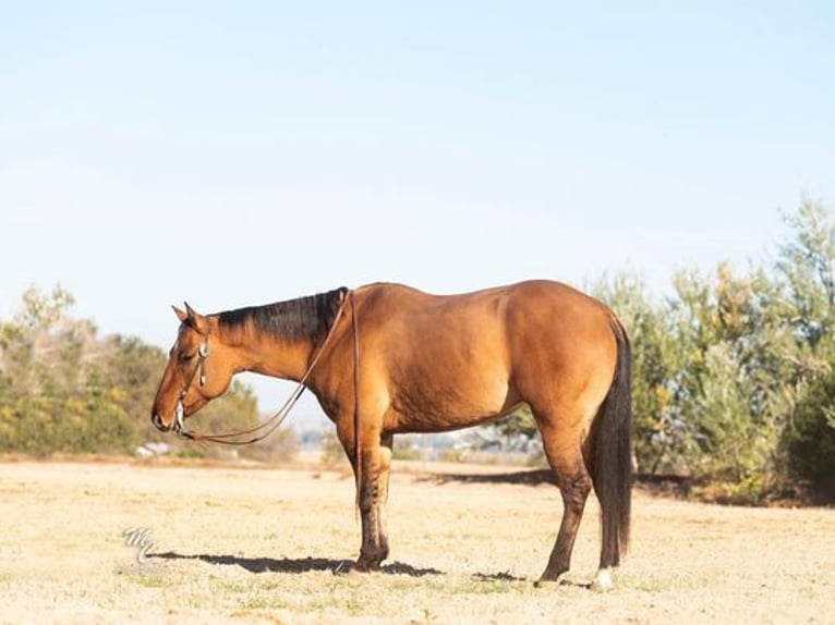 American Quarter Horse Wallach 7 Jahre Buckskin in Caldwell, ID