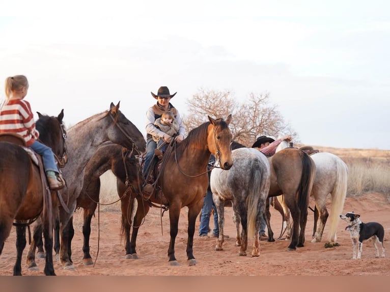 American Quarter Horse Wallach 7 Jahre Buckskin in Canyon, TX