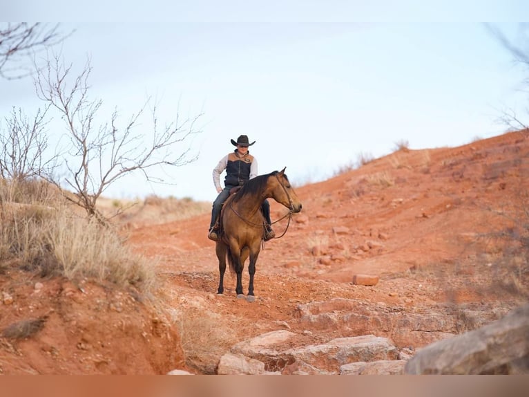 American Quarter Horse Wallach 7 Jahre Buckskin in Canyon, TX