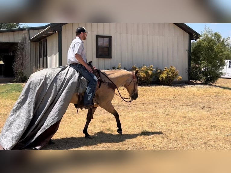 American Quarter Horse Wallach 7 Jahre Buckskin in Joshua Tx