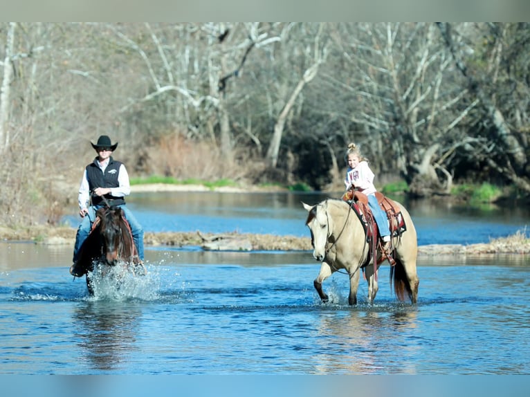American Quarter Horse Wallach 7 Jahre Buckskin in Purdy