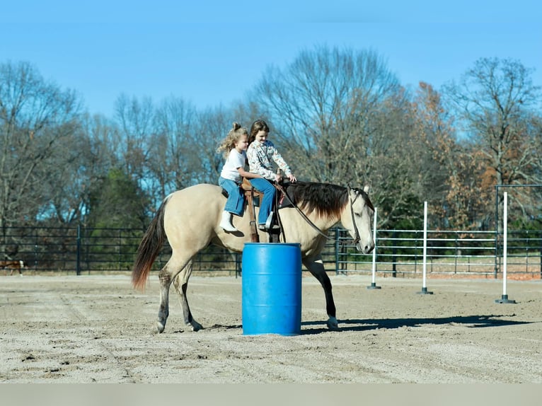 American Quarter Horse Wallach 7 Jahre Buckskin in Purdy