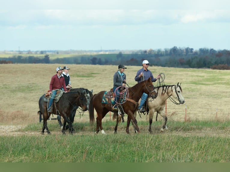 American Quarter Horse Wallach 7 Jahre Buckskin in Purdy