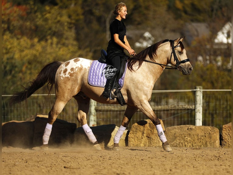 American Quarter Horse Mix Wallach 7 Jahre Buckskin in Millersburg oh