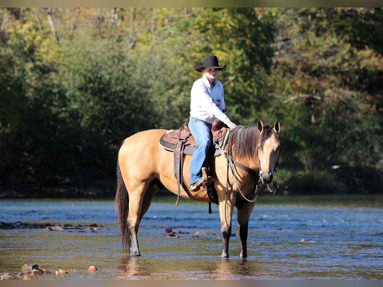 American Quarter Horse Wallach 7 Jahre Buckskin in Clarion