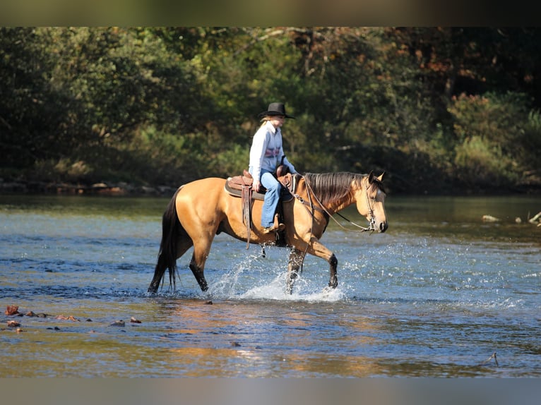 American Quarter Horse Wallach 7 Jahre Buckskin in Clarion