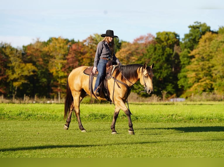American Quarter Horse Wallach 7 Jahre Buckskin in Clarion