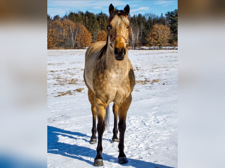 American Quarter Horse Wallach 7 Jahre Buckskin in Navarino WI