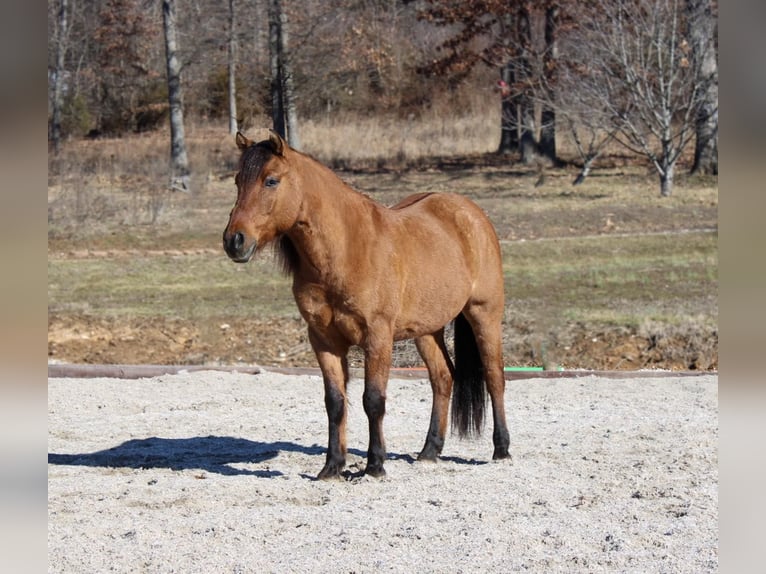 American Quarter Horse Wallach 7 Jahre Buckskin in Hardinsburg IN