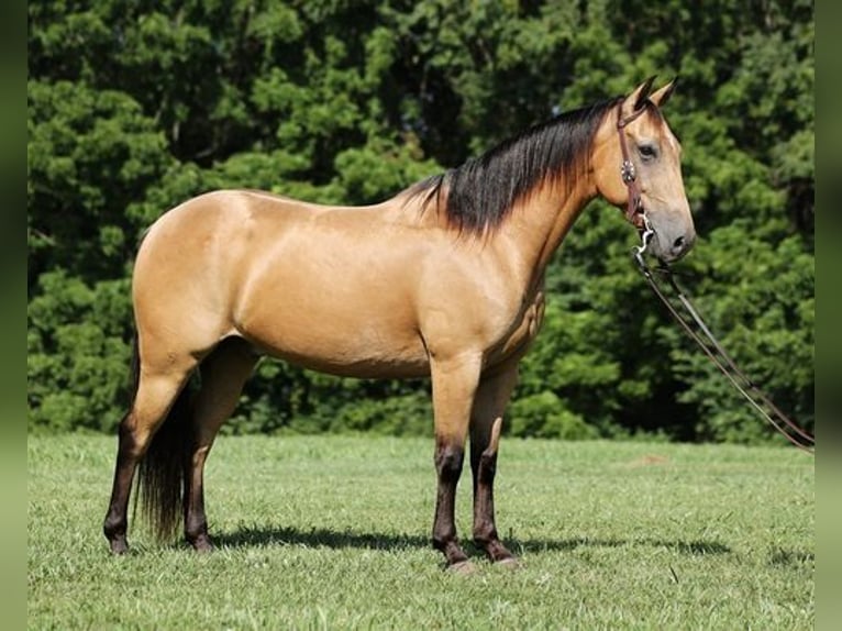 American Quarter Horse Wallach 7 Jahre Buckskin in Mount Vernon, KY