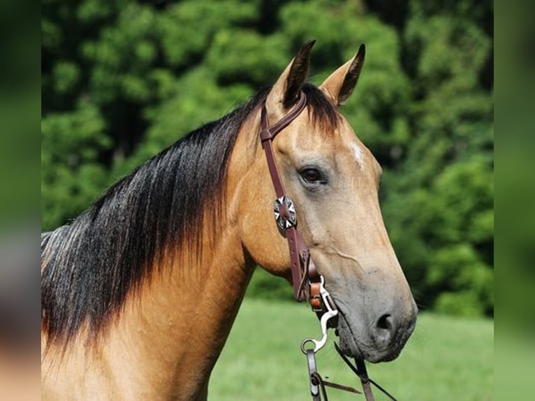 American Quarter Horse Wallach 7 Jahre Buckskin in Mount Vernon, KY