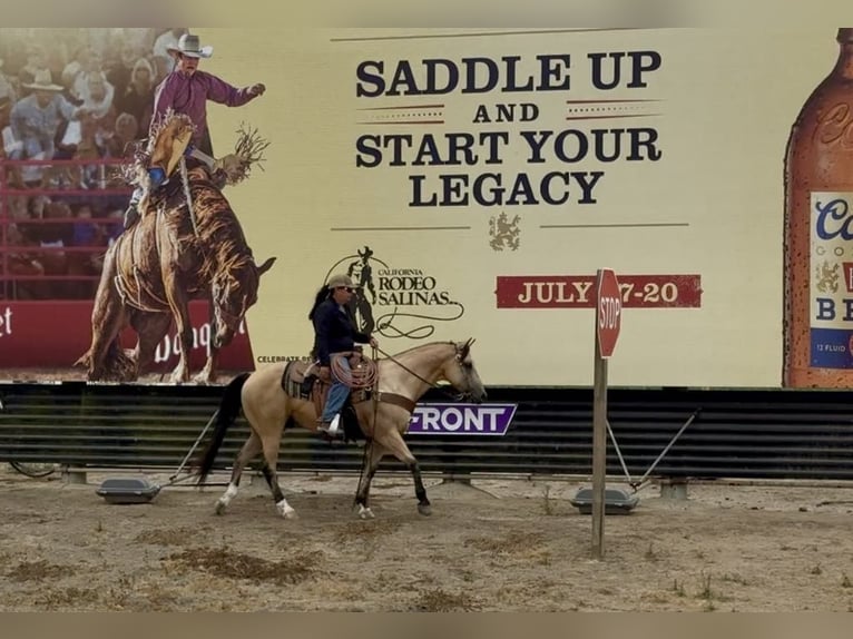 American Quarter Horse Wallach 7 Jahre Buckskin in Paicines CA