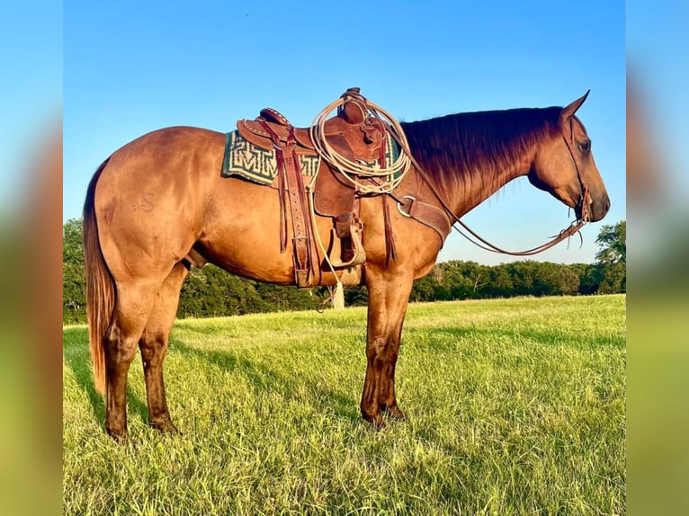 American Quarter Horse Wallach 7 Jahre Buckskin in Shelbiana MO