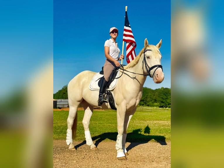 American Quarter Horse Wallach 7 Jahre Champagne in Texarkana Tx