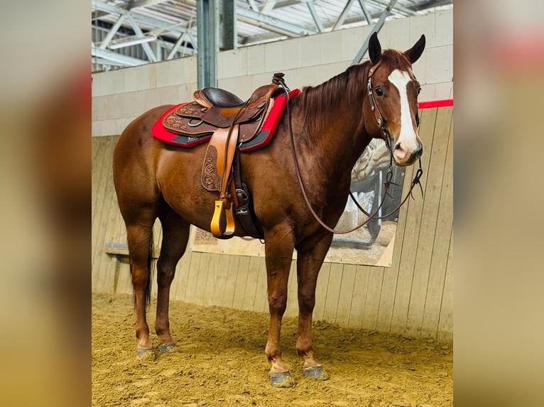 American Quarter Horse Wallach 7 Jahre Dunkelfuchs in Hennef