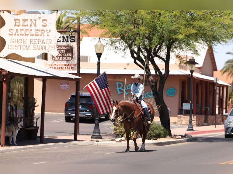 American Quarter Horse Wallach 7 Jahre Dunkelfuchs in East Helena