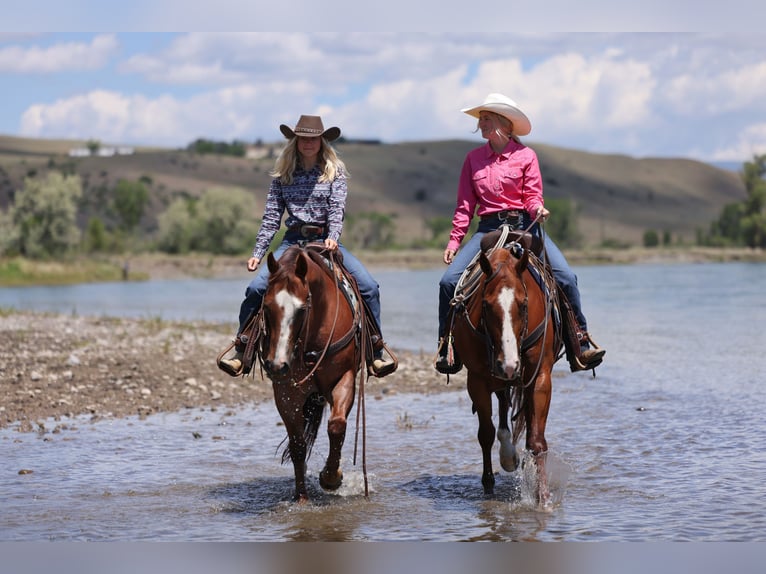 American Quarter Horse Wallach 7 Jahre Dunkelfuchs in East Helena