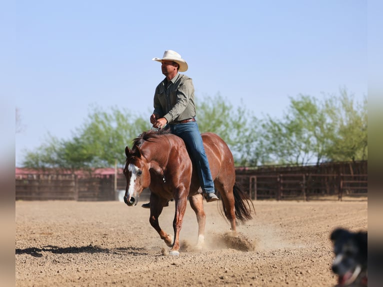 American Quarter Horse Wallach 7 Jahre Dunkelfuchs in East Helena