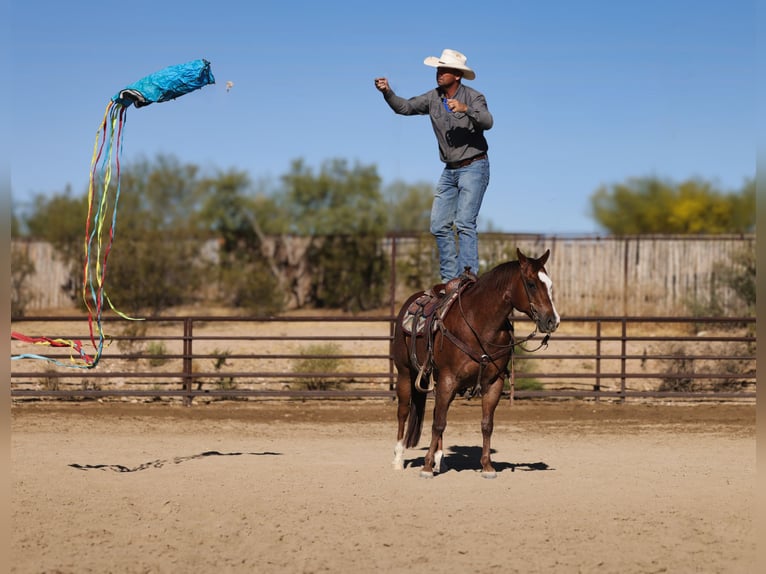 American Quarter Horse Wallach 7 Jahre Dunkelfuchs in East Helena