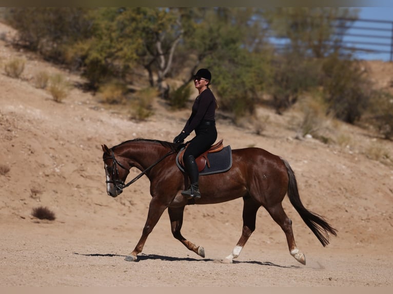 American Quarter Horse Wallach 7 Jahre Dunkelfuchs in East Helena