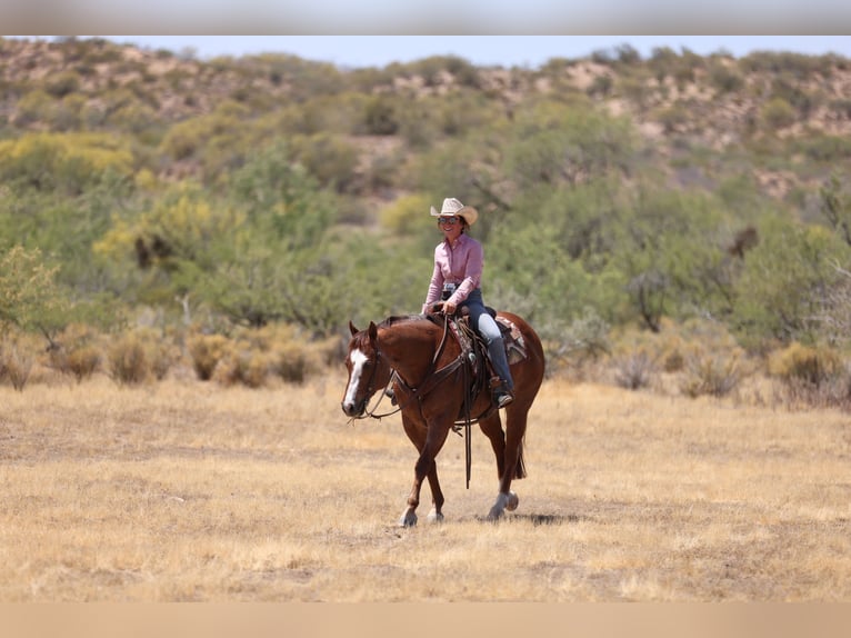 American Quarter Horse Wallach 7 Jahre Dunkelfuchs in East Helena