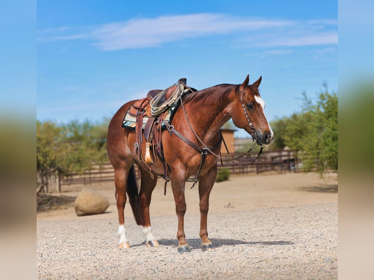 American Quarter Horse Wallach 7 Jahre Dunkelfuchs in East Helena