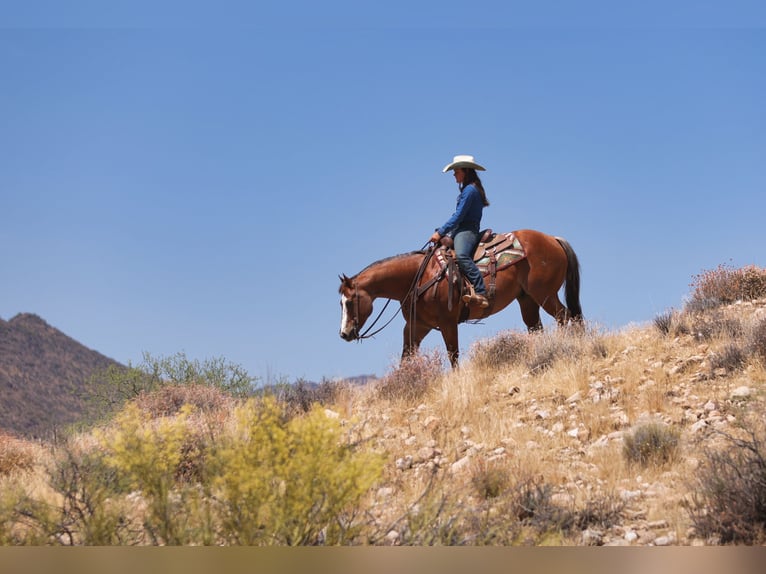 American Quarter Horse Wallach 7 Jahre Dunkelfuchs in East Helena