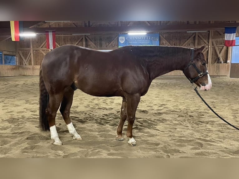 American Quarter Horse Wallach 7 Jahre Dunkelfuchs in Wangen