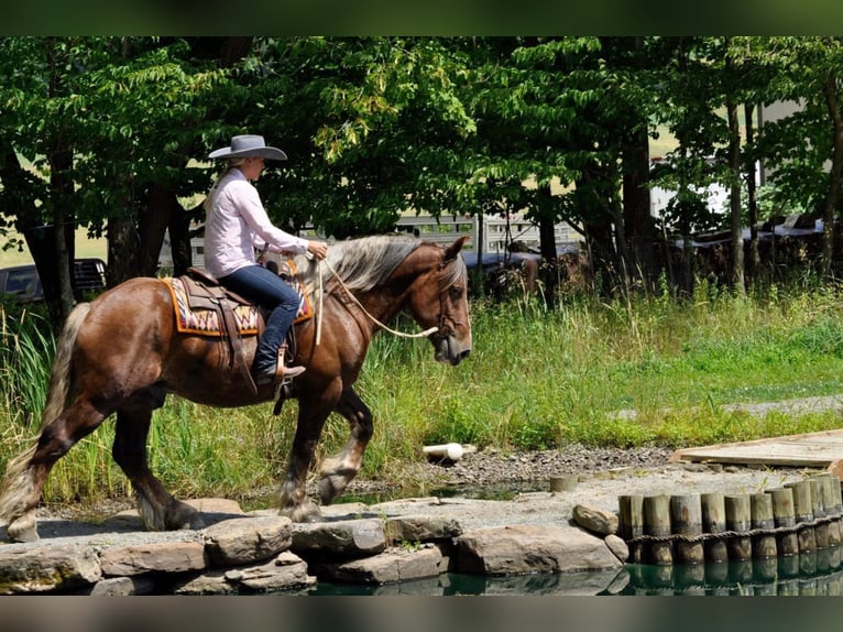 American Quarter Horse Wallach 7 Jahre Dunkelfuchs in Everett PA