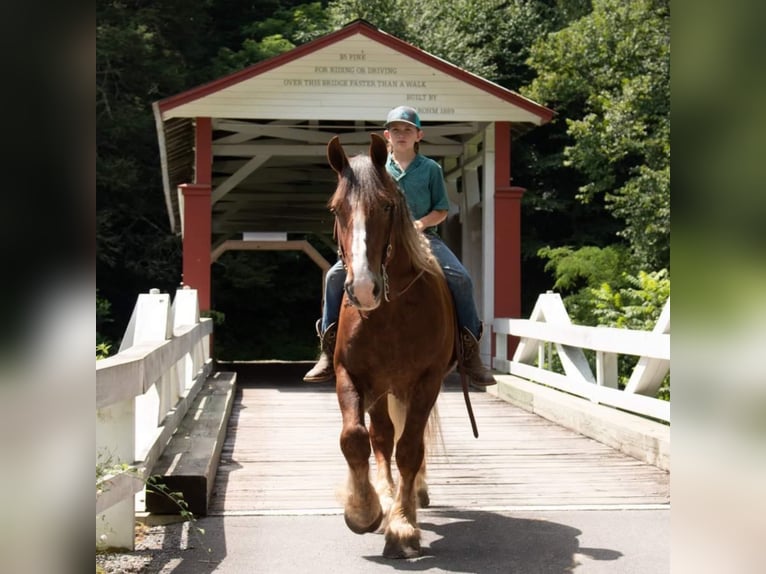 American Quarter Horse Wallach 7 Jahre Dunkelfuchs in Everett PA