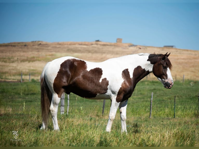 American Quarter Horse Wallach 7 Jahre Dunkelfuchs in Caldweel ID