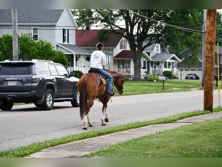 American Quarter Horse Wallach 7 Jahre Dunkelfuchs in Strasburg