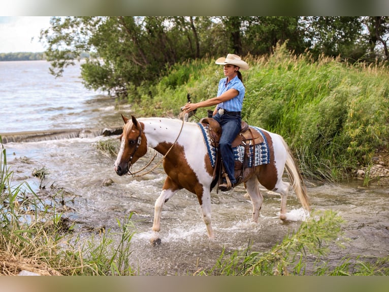 American Quarter Horse Wallach 7 Jahre Dunkelfuchs in Lake Lillian MN