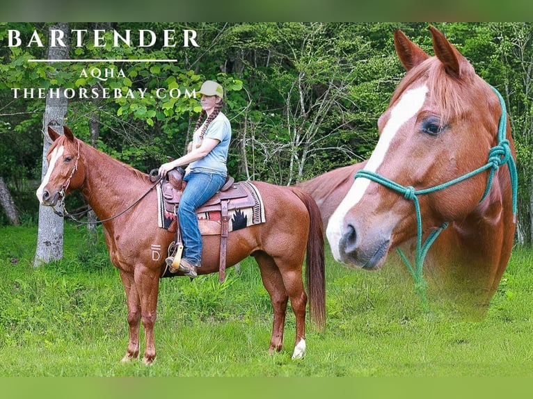 American Quarter Horse Wallach 7 Jahre Dunkelfuchs in Blairsville, GA