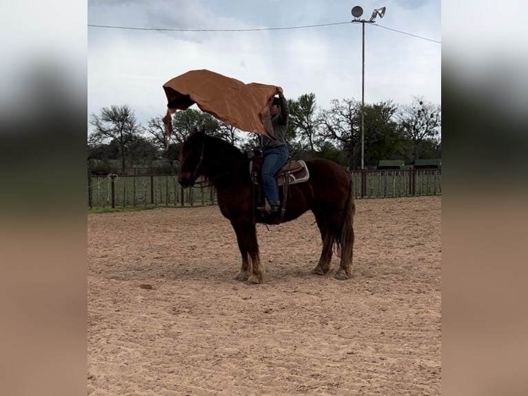 American Quarter Horse Wallach 7 Jahre Dunkelfuchs in Weatherford TX
