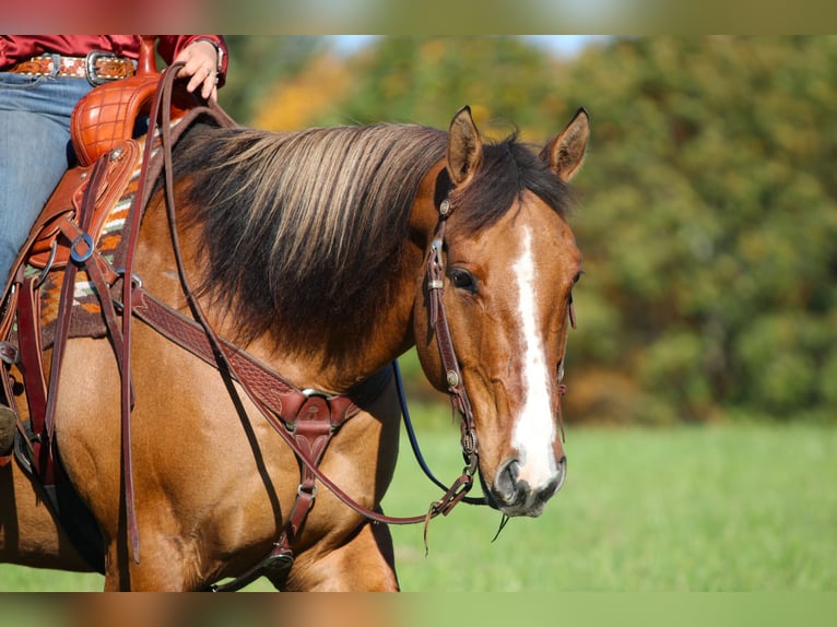 American Quarter Horse Wallach 7 Jahre Falbe in Clarion
