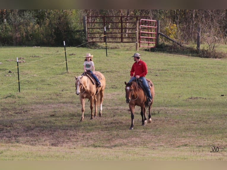 American Quarter Horse Wallach 7 Jahre Falbe in Carthage TX