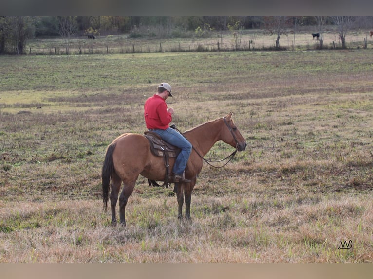 American Quarter Horse Wallach 7 Jahre Falbe in Carthage TX