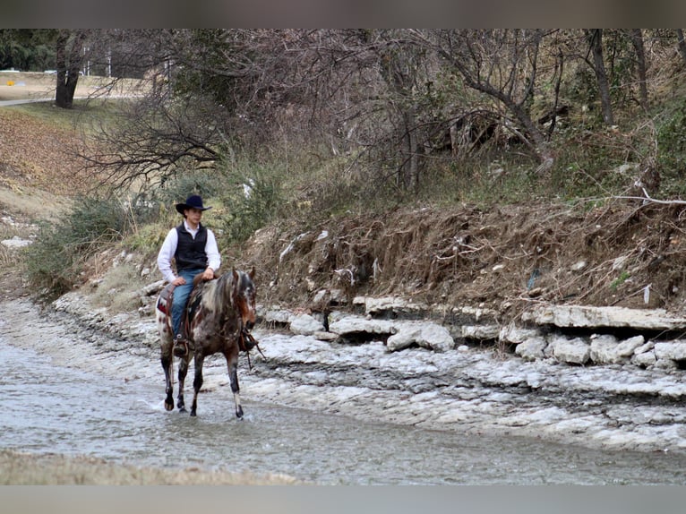 American Quarter Horse Wallach 7 Jahre Fuchs in Fort Worth TX