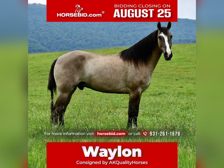American Quarter Horse Wallach 7 Jahre Grullo in Pikeville