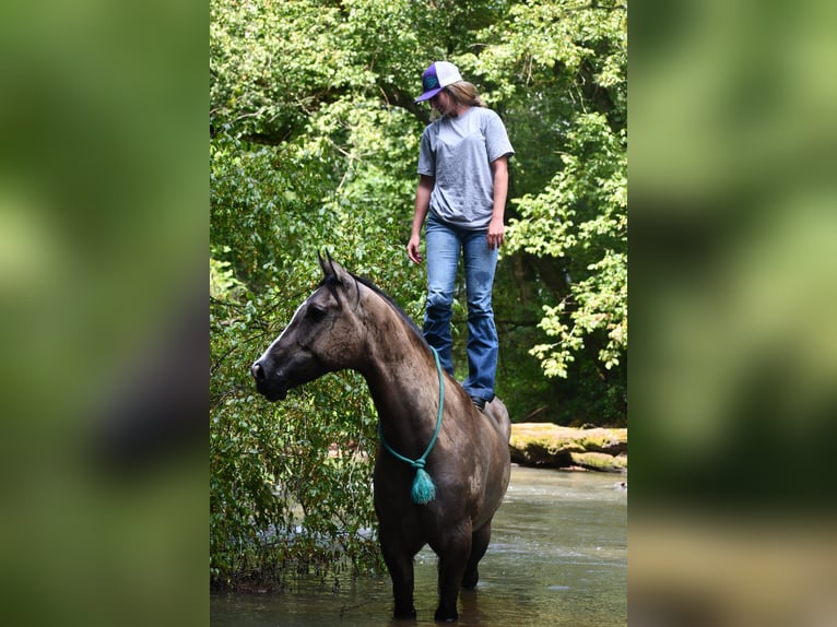 American Quarter Horse Wallach 7 Jahre Grullo in Pikeville