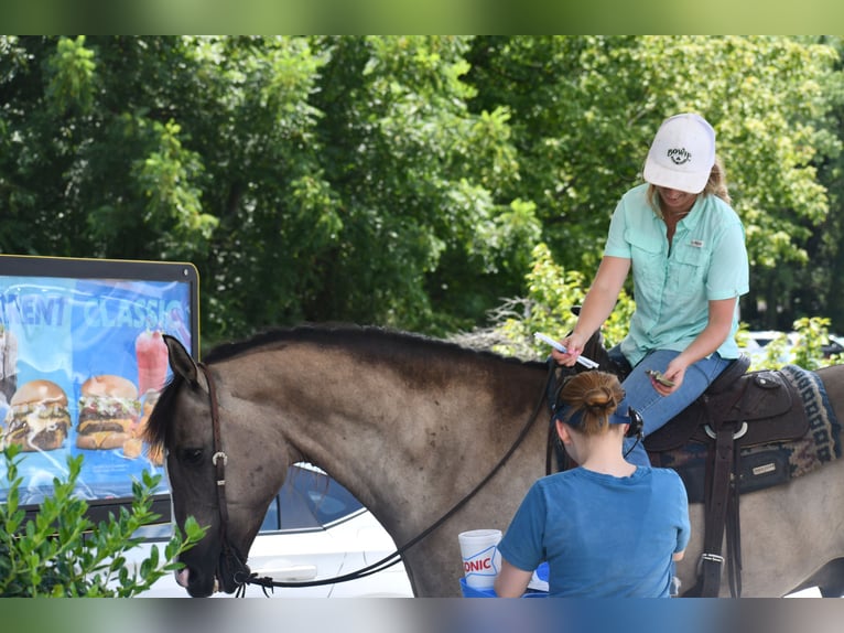 American Quarter Horse Wallach 7 Jahre Grullo in Pikeville
