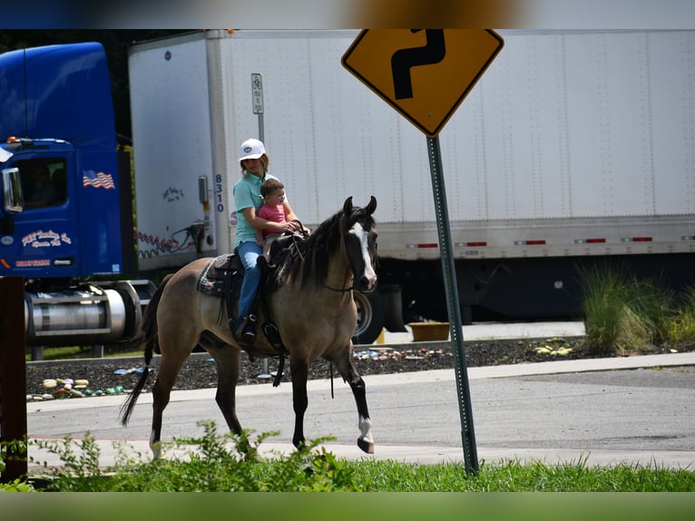 American Quarter Horse Wallach 7 Jahre Grullo in Pikeville