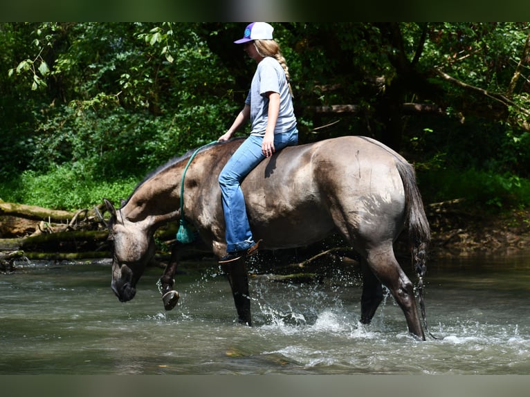 American Quarter Horse Wallach 7 Jahre Grullo in Pikeville