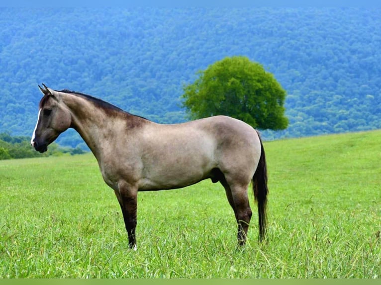 American Quarter Horse Wallach 7 Jahre Grullo in Pikeville