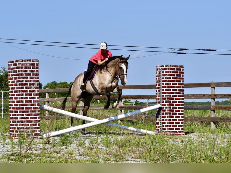 American Quarter Horse Wallach 7 Jahre Grullo in Pikeville